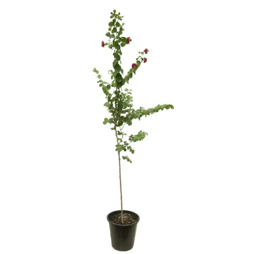 [SUL70709] Lagerstroemia Indica (Red) 25cm