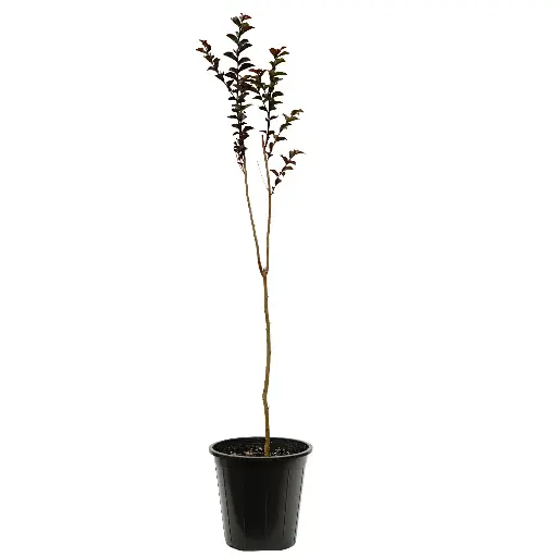 [SUL70713] Lagerstroemia Black Diamond (Red) 25cm