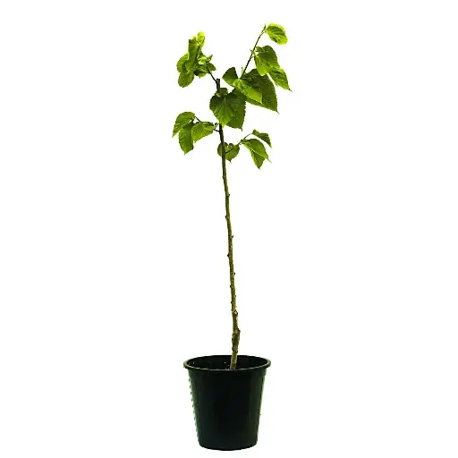 [SUL70748] Morus Macroura(Mulberry Red).25cm