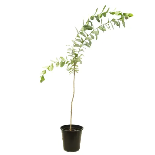 [SUL70721] Lagerstroemia purple 25cm 