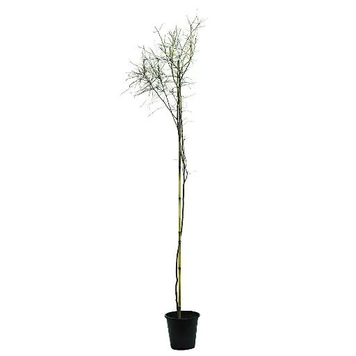[SUL70072] parkinsonia 25cm 