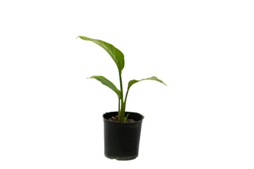 [SUL70746] Strelitzia nicolai 14cm