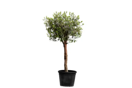 [SUL90002] Olive 3 inch